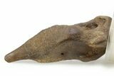 Fossil Troodontid (Troodon) Middle Metatarsal - Montana #382472-2